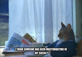 I Should Buy a Boat Cat