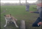 Dogs
