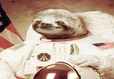 Astronaut Sloth