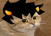 Starecat / Grafics Cat