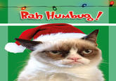 Grumpy Cat