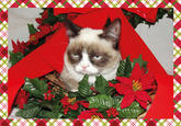 Grumpy Cat