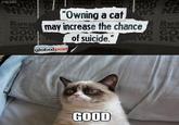 Grumpy Cat