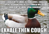 Actual Advice Mallard