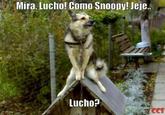 Oye Lucho, El perro del lucho