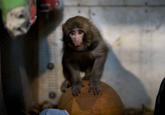 IKEA Monkey