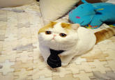 Snoopy the Cat