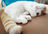 Snoopy the Cat