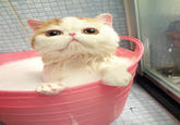 Snoopy the Cat