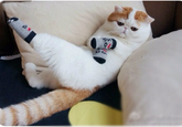 Snoopy the Cat