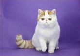Snoopy the Cat