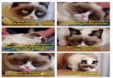Grumpy Cat