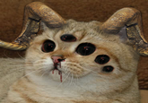 Starecat / Grafics Cat