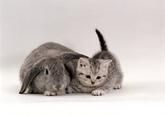Cute Animals