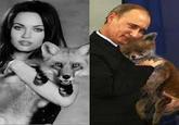 Stoned Fox (Упоротая лиса)