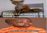 Stoned Fox (Упоротая лиса)