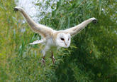 Birds with Arms