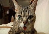 Lil Bub
