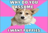 Critical Feminist Corgi