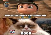 Grumpy Cat