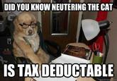 Financial Advice Dog