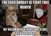 Financial Advice Dog