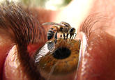 NOT THE BEES!
