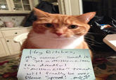 Mylo the Cat