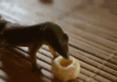 Geckosandcheerios