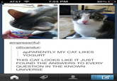 Cats