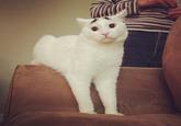 Eyebrow Cat