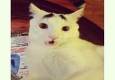 Eyebrow Cat