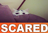 Eyebrow Cat