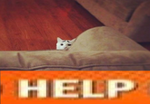 Eyebrow Cat