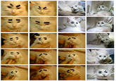 Eyebrow Cat