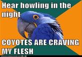 Paranoid Parrot
