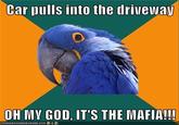 Paranoid Parrot