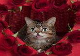 Lil Bub