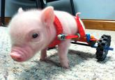 Chris P. Bacon