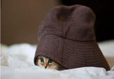 Cute Animals