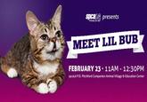Lil Bub
