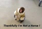 IKEA Monkey