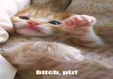 LOLcats