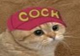 Starecat / Grafics Cat