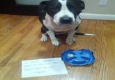 Dogshaming