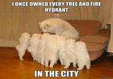 Storytelling Dog