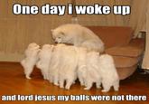 Storytelling Dog