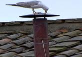 Sistine Seagull