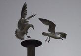 Sistine Seagull