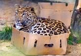 If It Fits I Sits